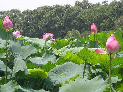 荷花效果