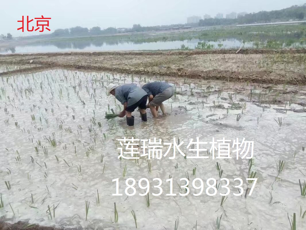 北京公园水生植物种植