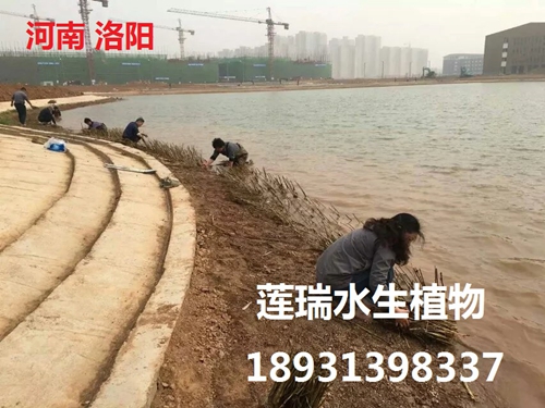 洛阳师范学院水生植物种植工程